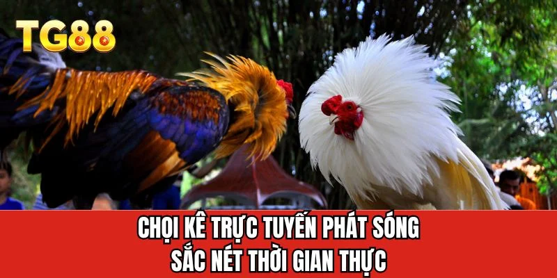 Chọi kê trực tuyến phát sóng sắc nét thời gian thực