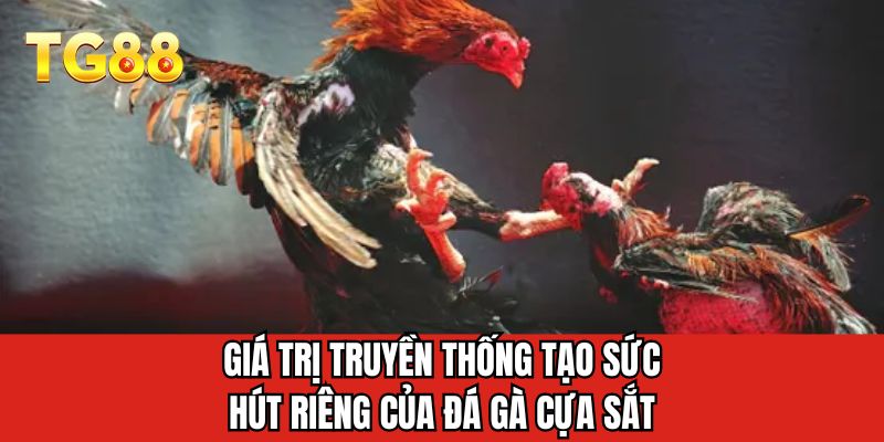 Giá trị truyền thống tạo sức hút riêng của đá gà cựa sắt