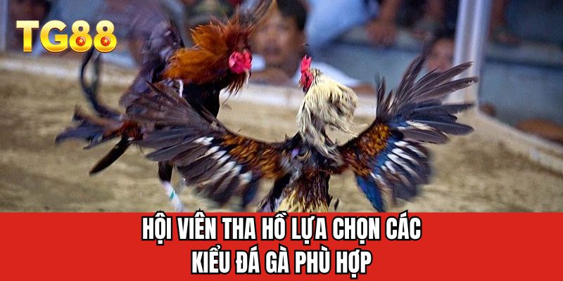 Hội viên tha hồ lựa chọn các kiểu đá gà phù hợp