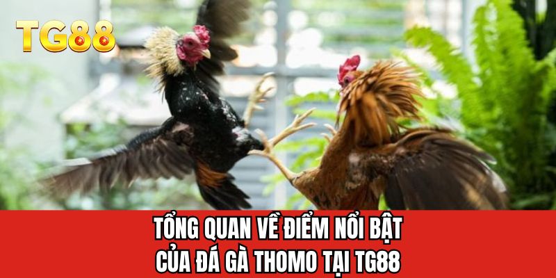 Tổng quan về điểm nổi bật của đá gà thomo tại TG88