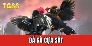 Đá gà cựa sắt
